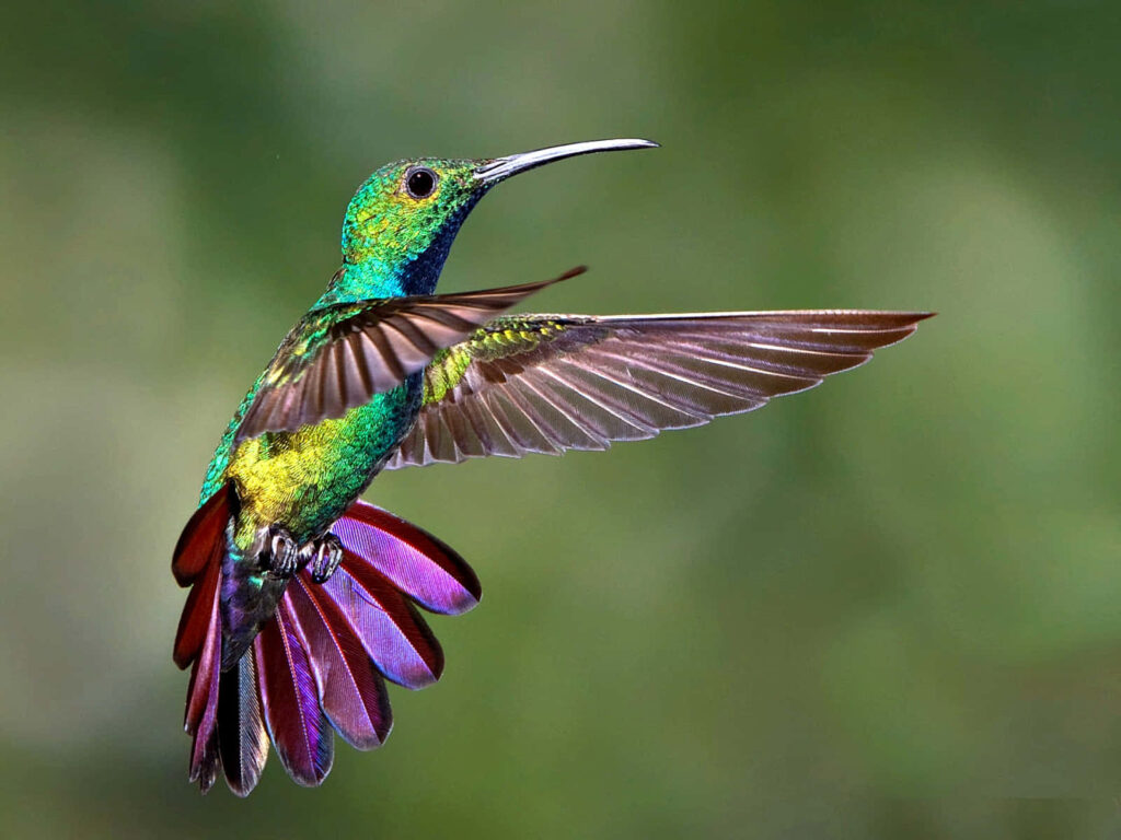 Vibrant Hummingbird in Flight Amidst Blurred Green Background Wallpaper