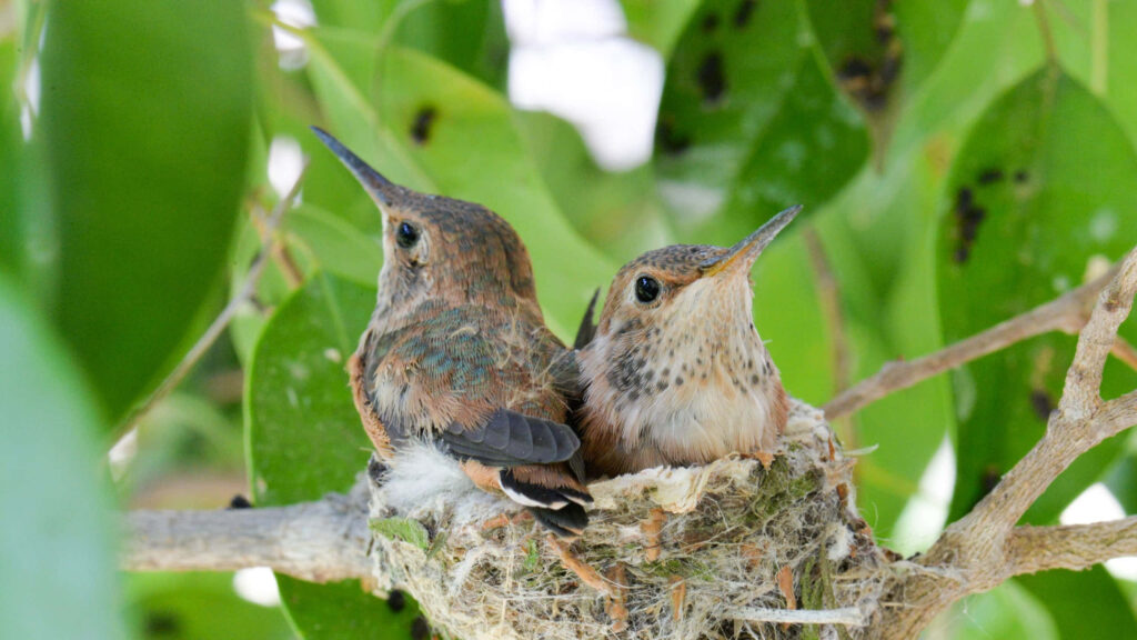 Stunning Hummingbirds in Nest Amid Lush Green Leaves Wallpaper