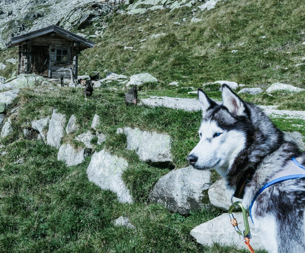 Captivating Husky Wallpaper: Mountain Serenity & Rustic Charm