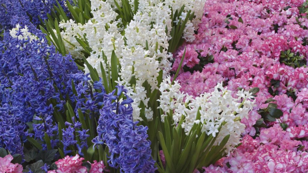 Stunning Spring Hyacinths Wallpaper - 1920x1080 Floral Background