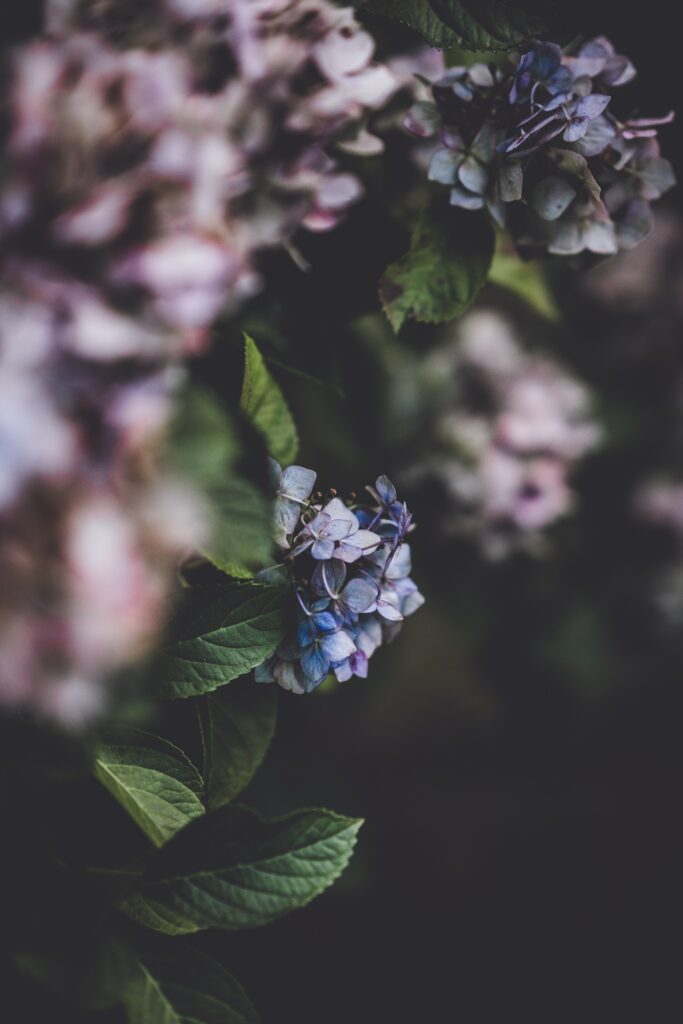 Close-Up Hydrangea Blossom Wallpaper: Vibrant Floral Background