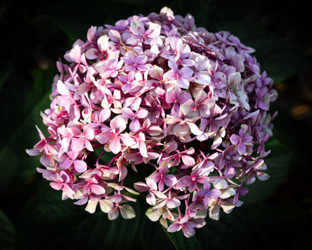 Stunning Close-Up Hydrangea Wallpaper: Pink & White Floral Beauty