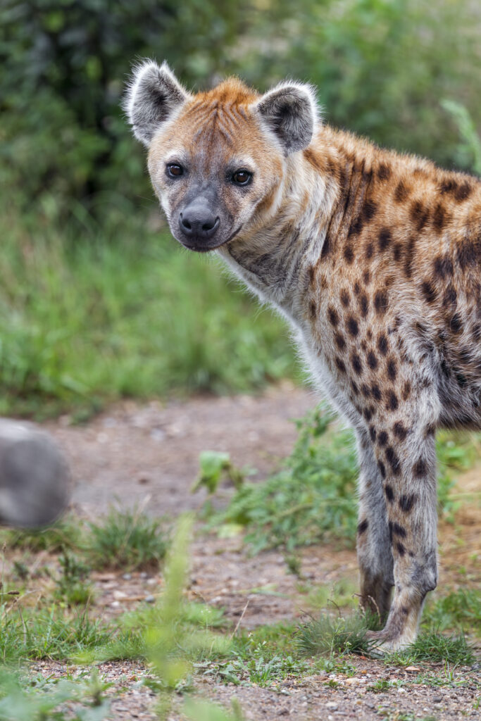Stunning Hyena Wallpaper in Lush Green Habitat - Wild Predator Scene