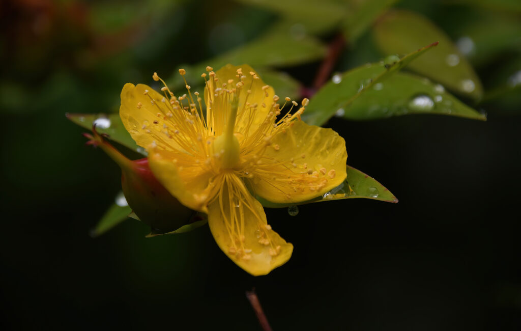 Macro Shot of Vibrant Hypericum Flower: Bright Yellow Petals Wallpaper