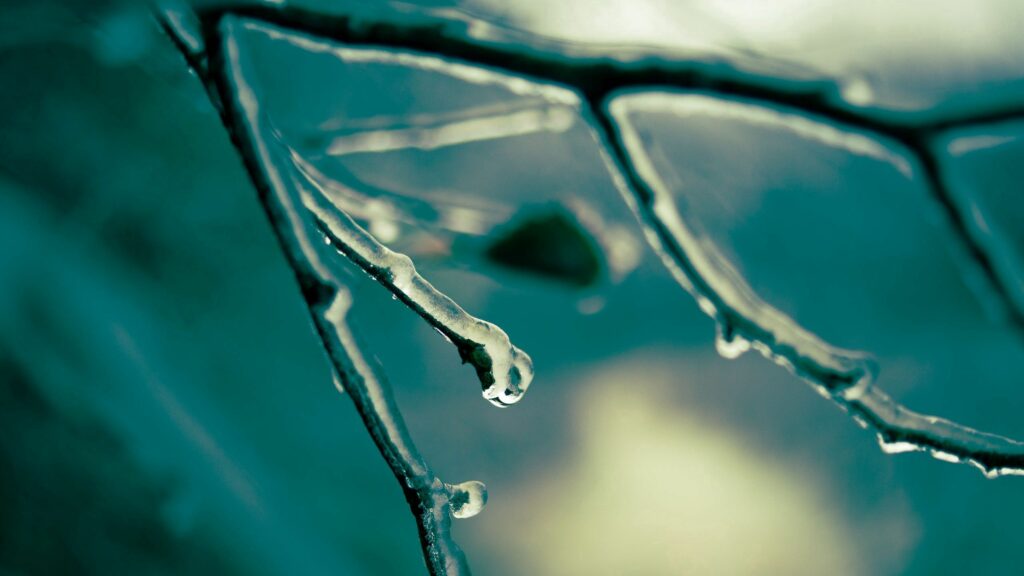Icy Branch Close-Up: Delicate Water Droplets & Soft Background Wallpaper