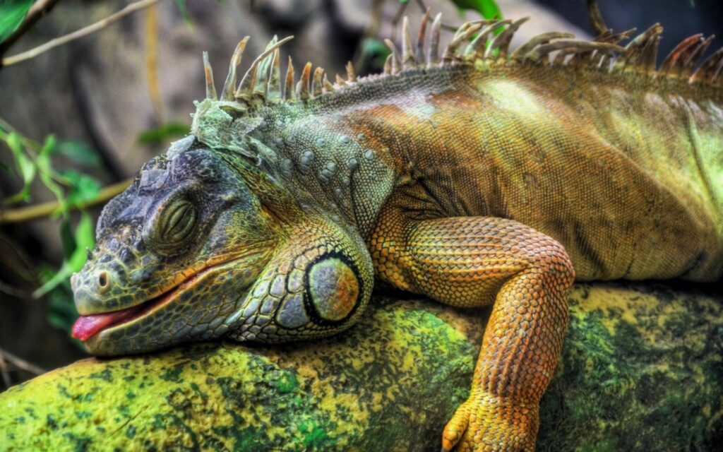 Serene Iguana on Tree Branch - Vivid 1920x1200 Wallpaper Background