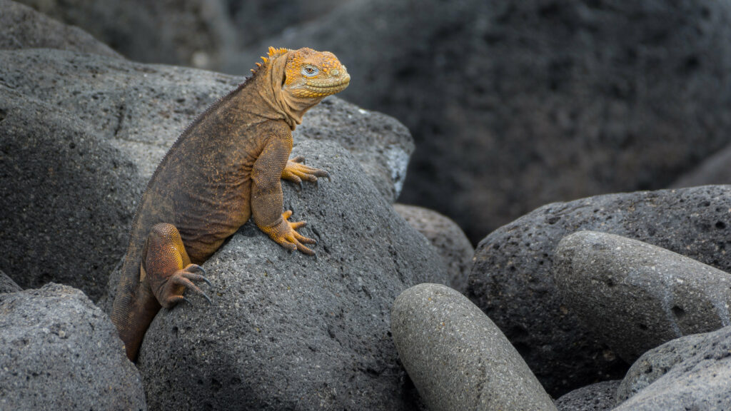 Iguana on Rugged Stone: Detailed Reptile Wallpaper Background
