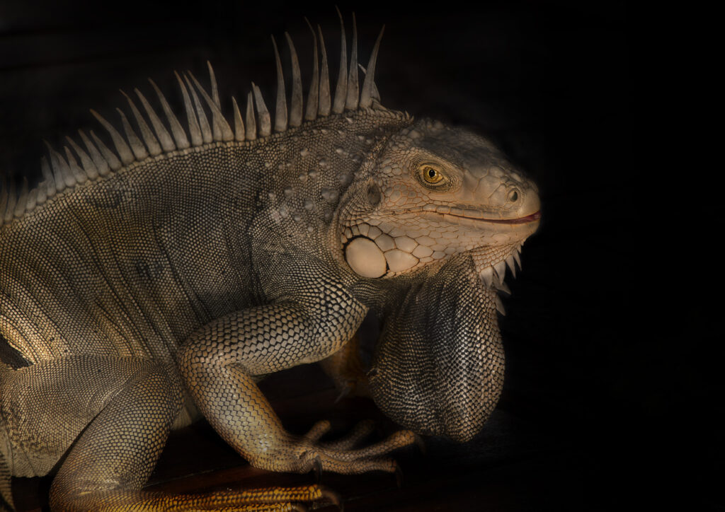 Majestic Iguana Wallpaper: Striking Textures and Dramatic Lighting