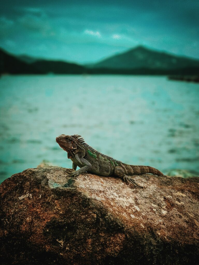 Stunning Iguana on Rugged Stone with Serene Blue-Green Waters Wallpaper