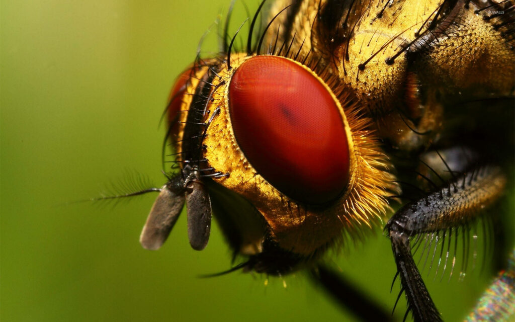 Close-Up Insect Wallpaper: Vivid Red Eyes & Intricate Anatomy Details