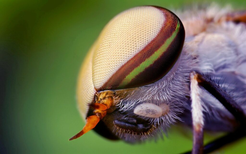 Intricate Insect Head Close-Up Wallpaper with Textured Eyes