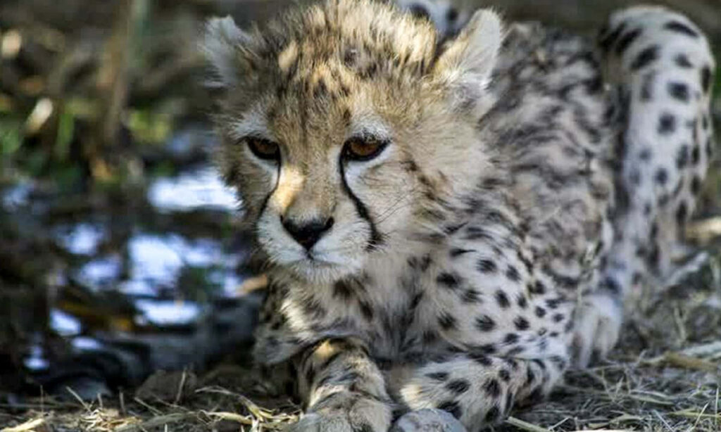 Stunning Iran Asiatic Cheetah Wallpaper: Rare & Endangered Beauty