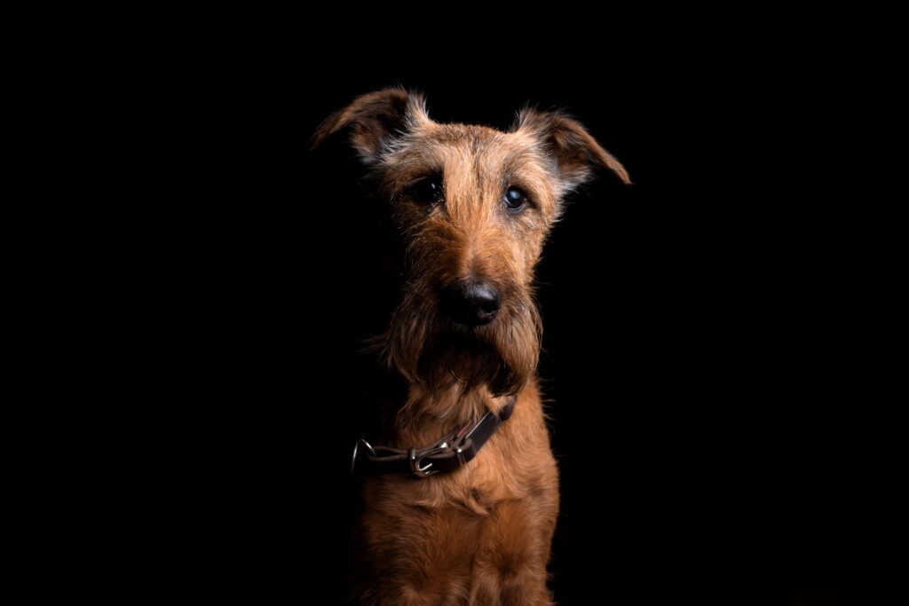 Stunning Irish Terrier Wallpaper: Focused Gaze on Dark Background