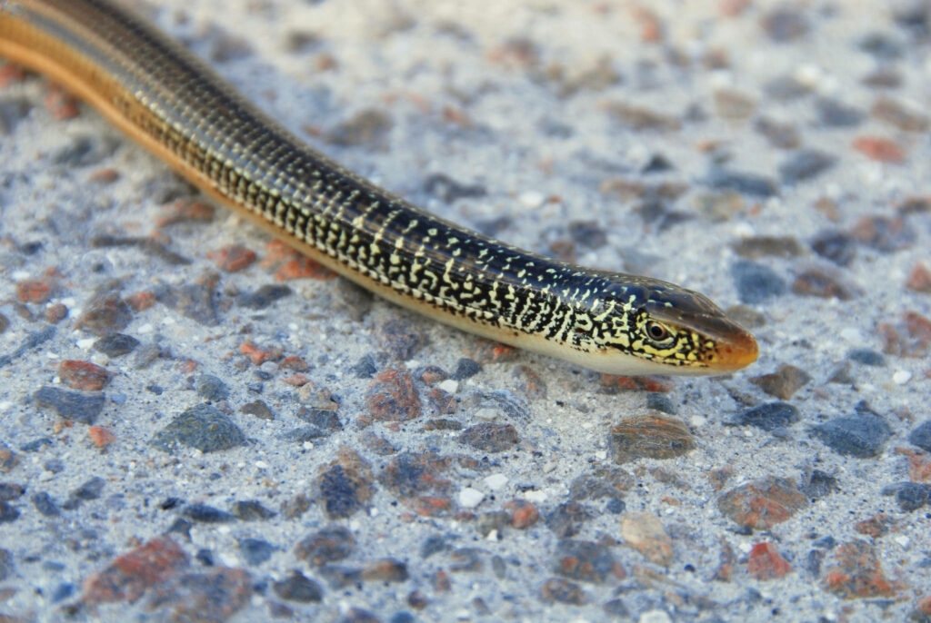 Close-Up of Island Glass Lizard: Intricate Patterns & Smooth Scales Wallpaper