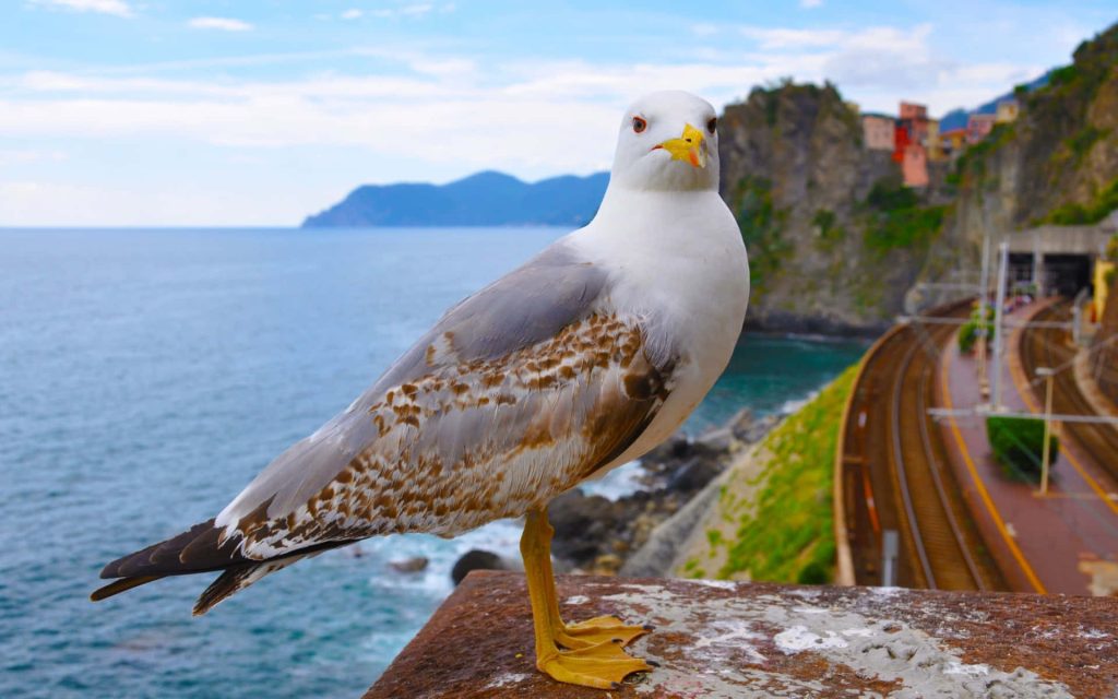 Seagull perched on cliffs overlooking Cinque Terre coastal train tracks and turquoise sea view Wallpaper
