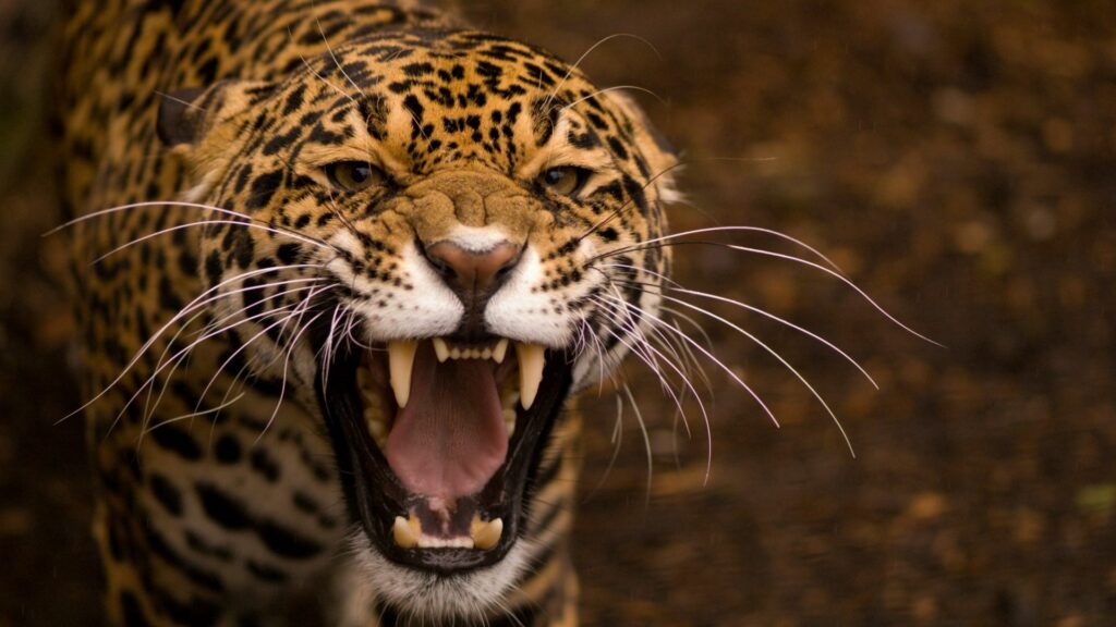 Stunning Jaguar Close-Up Wallpaper: Fierce Gaze & Spotted Fur