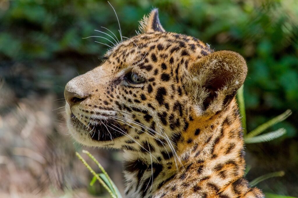 Young Jaguar Cub Profile: Stunning Spots and Intense Gaze Wallpaper