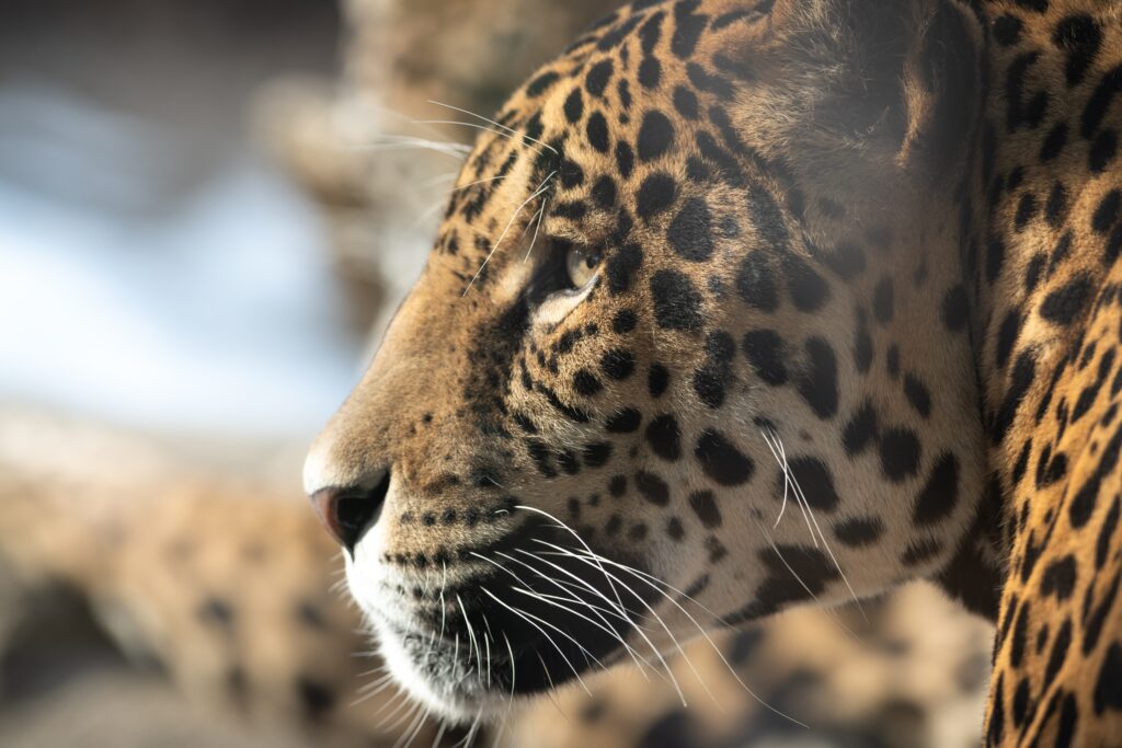 Majestic Jaguar Profile Wallpaper: High-Resolution Big Cat Art