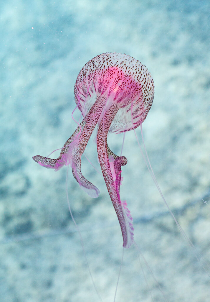 Stunning Jellyfish Wallpaper: Graceful Tentacles & Mesmerizing Background
