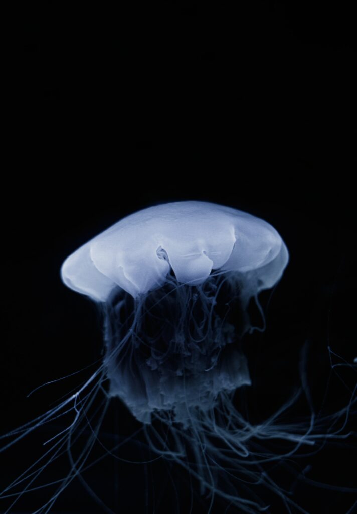 Stunning Jellyfish Wallpaper: Ethereal Glow on Dark Background