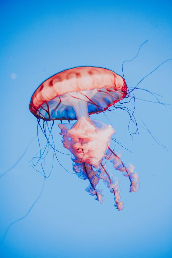 Stunning Red Jellyfish Wallpaper: Ethereal 4480x6720 Background