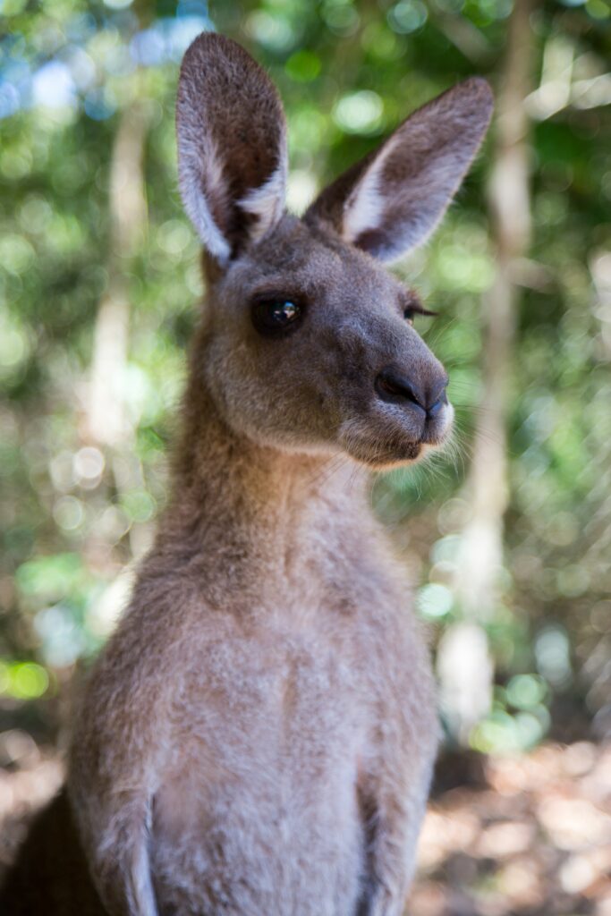 Close-Up Kangaroo Wallpaper with Blurred Green Background