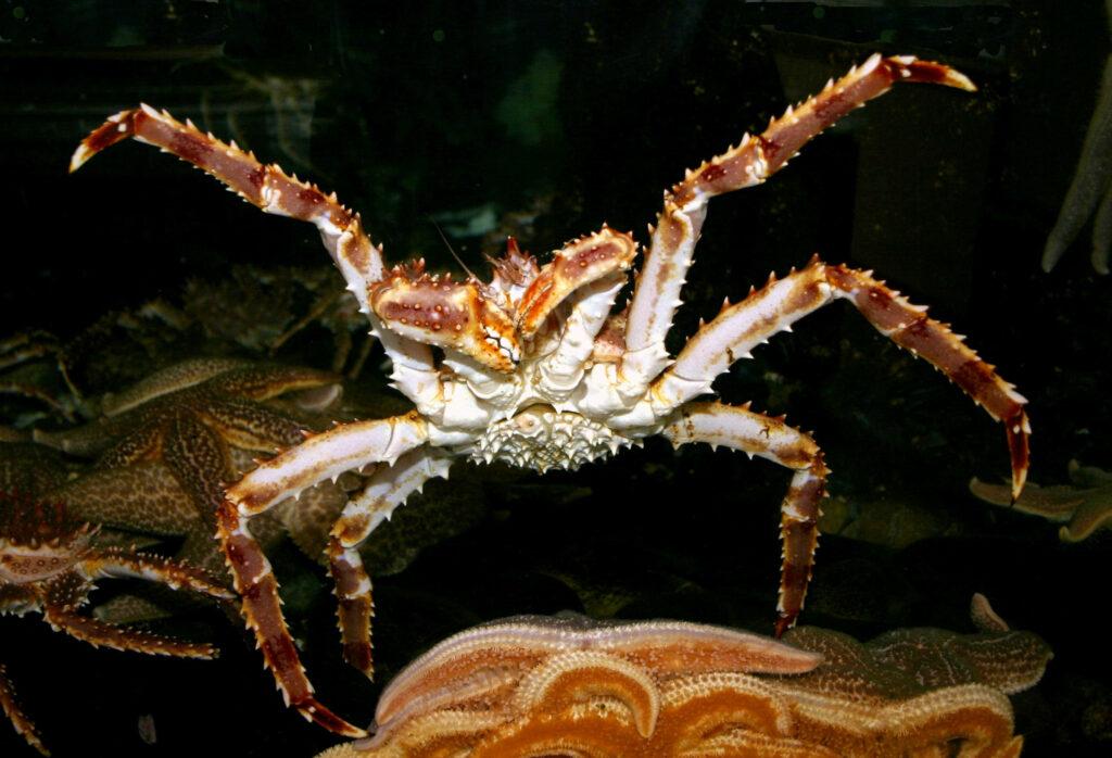 Stunning King Crab Wallpaper: Dramatic Underwater Scene Background