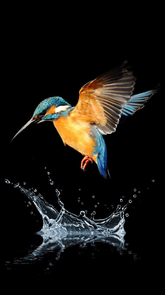 Dynamic Kingfisher iPhone Wallpaper: Colorful Bird Mid-Flight