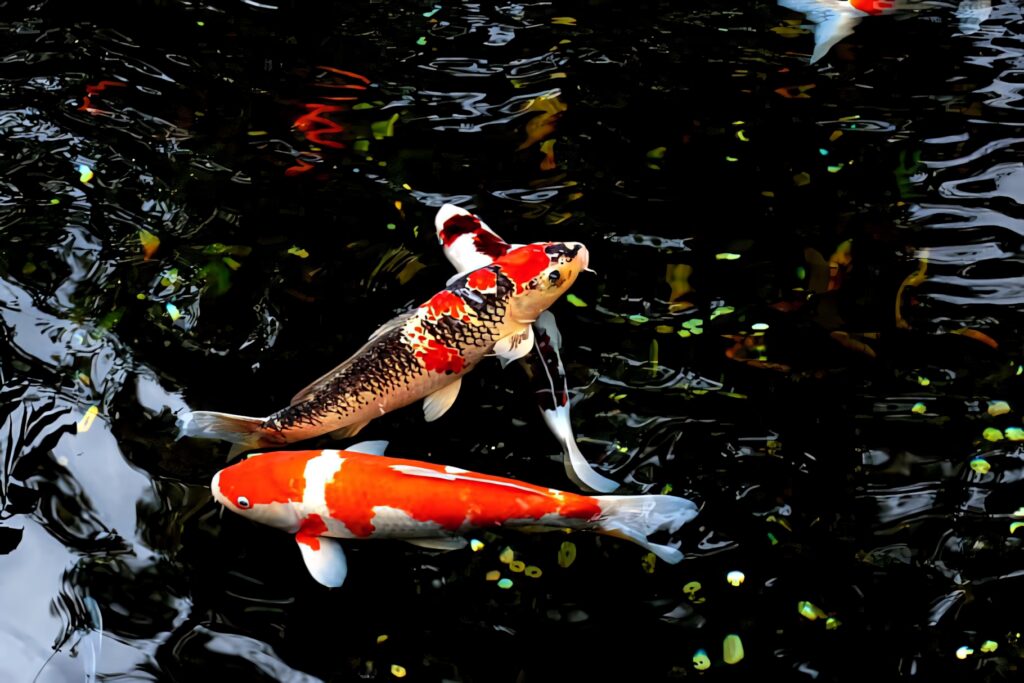 Vibrant Koi Fish Wallpaper: Colorful Art in Serene Pond Setting