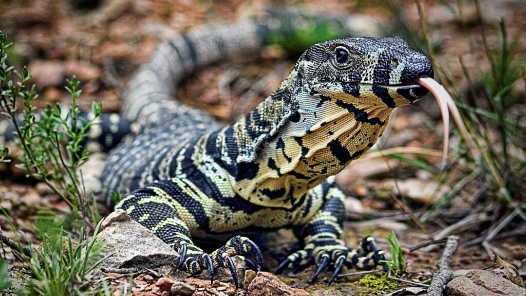 Close-Up of Lace Monitor Lizard in Natural Rugged Setting Wallpaper