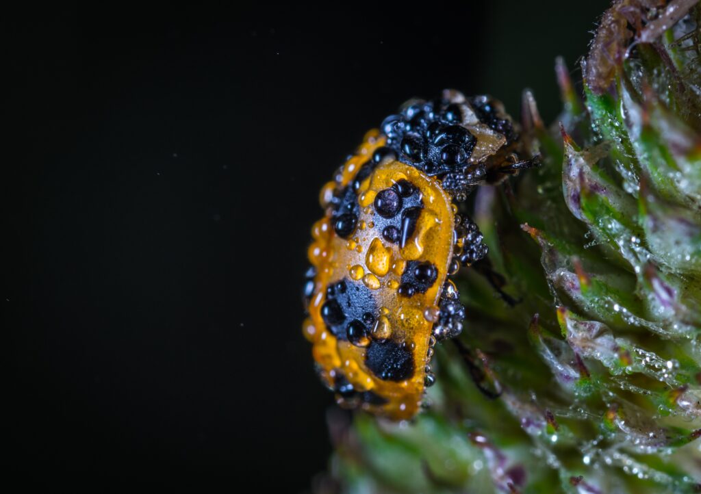 Close-Up Ladybug with Water Drops on Green Texture - Wallpaper