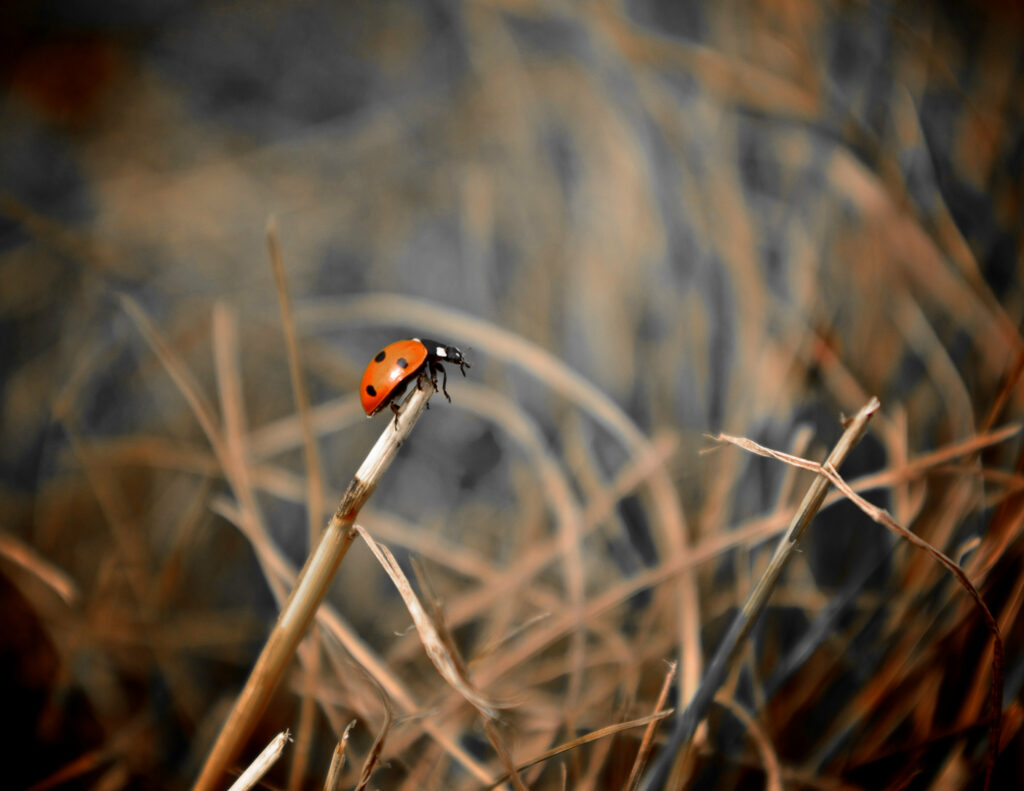 Close-Up Ladybug Wallpaper: Vibrant Nature on Soft-Focus Grass