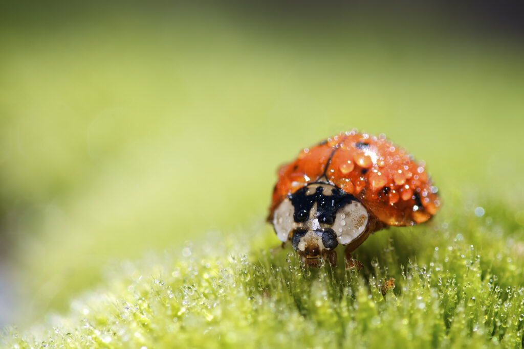 Vibrant Ladybug Macro: Shimmering Water Droplets on Green Wallpaper