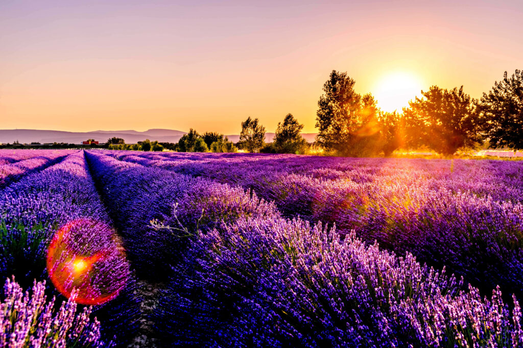 Stunning Lavender Field Wallpaper: Morning Sunlit Landscape Background