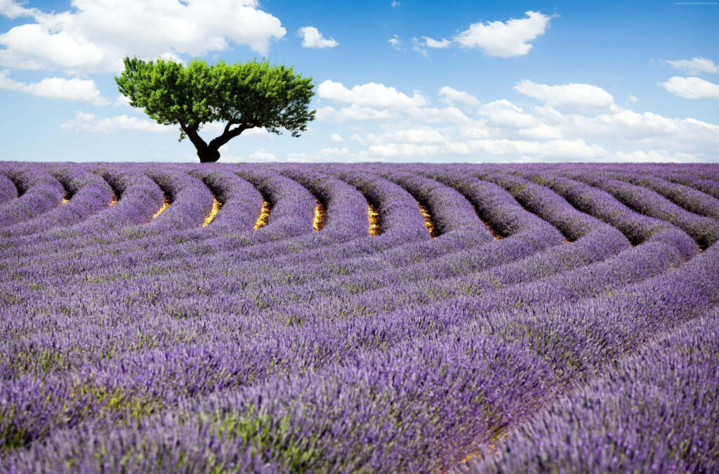 Serene Lavender Field Wallpaper: Vibrant Landscape & Blue Sky