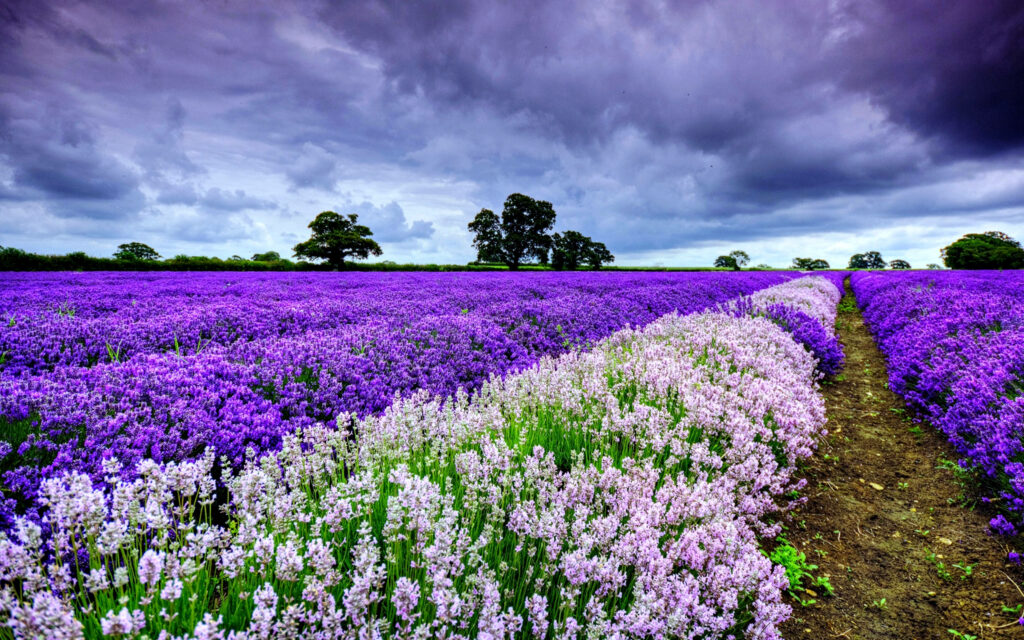 Vibrant Lavender Field Wallpaper with Dramatic Cloudy Sky