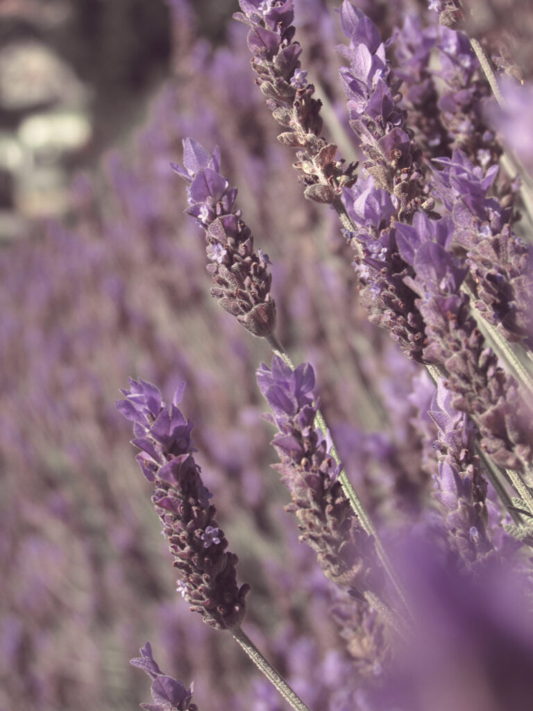 Serene Lavender Field Wallpaper: Close-Up of Nature's Tranquility