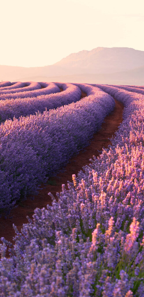 Stunning Lavender Field Wallpaper with Sunset Background