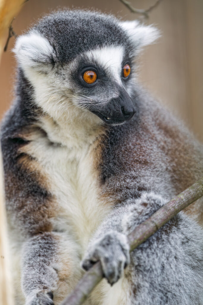 Vivid Lemur Wallpaper: Striking Jungle Beauty in High Resolution