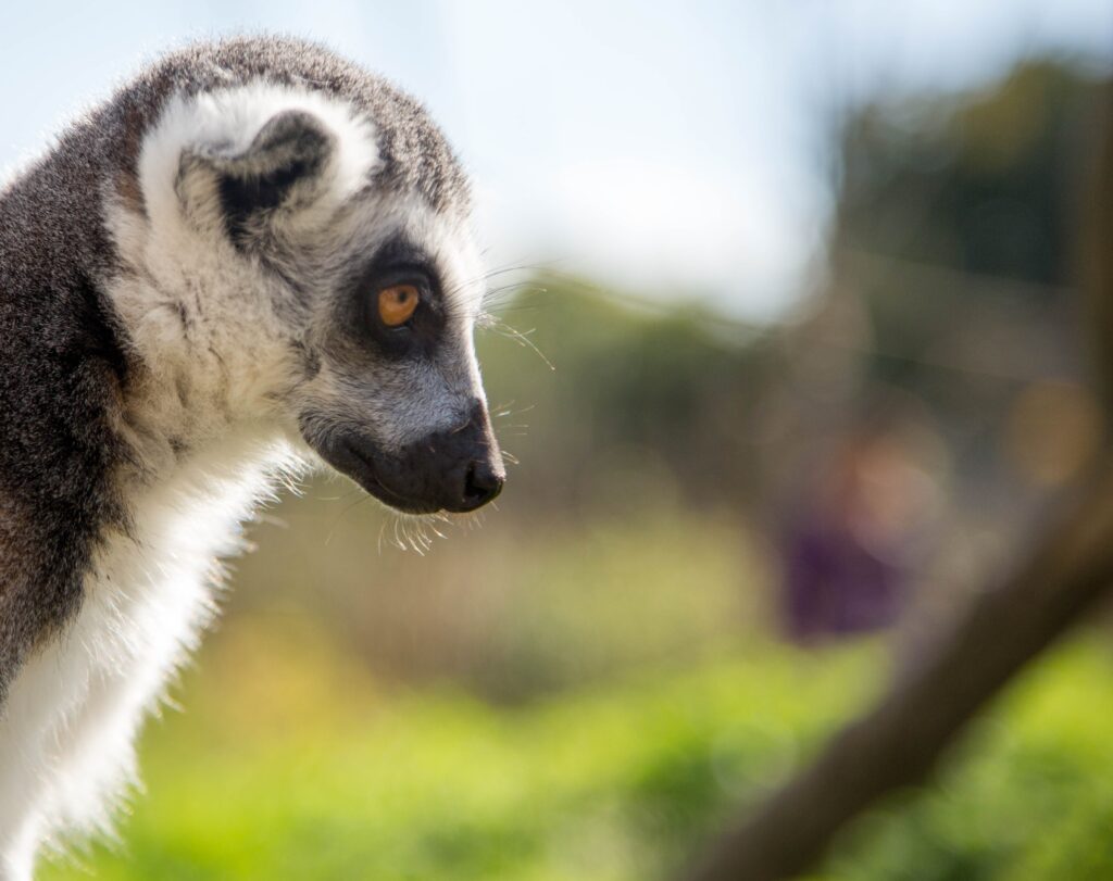 Intriguing Lemur Side Profile Wallpaper with Softly Blurred Background