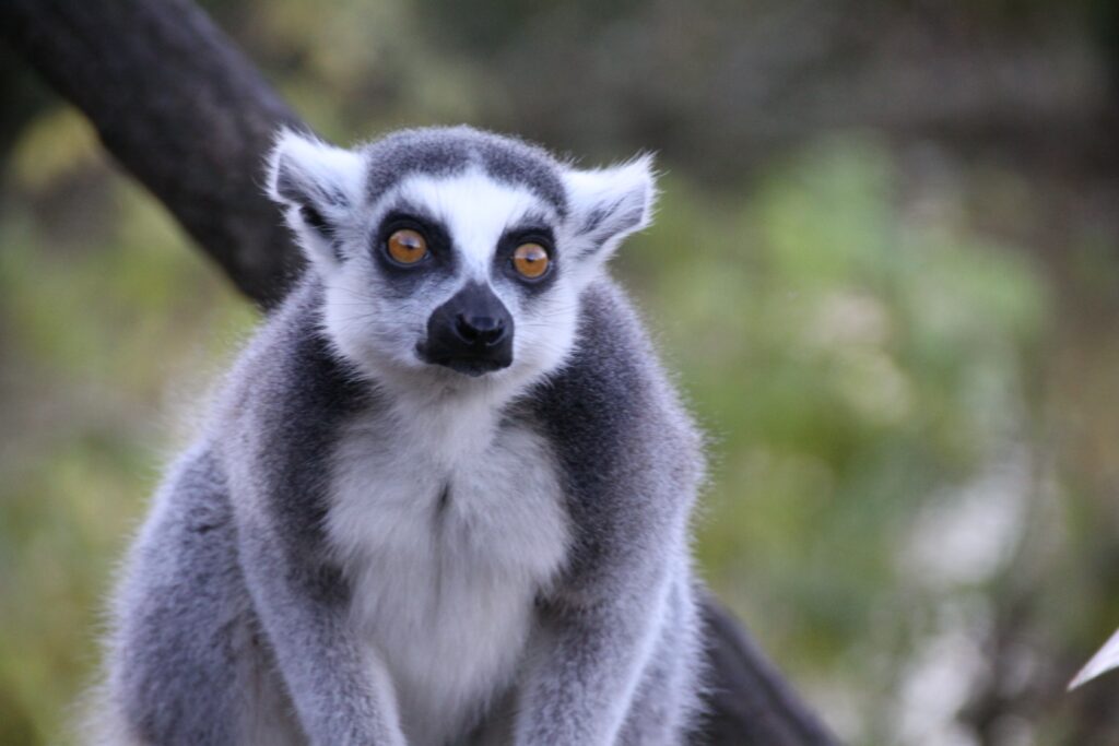 Lemur with Striking Orange Eyes - High-Res Nature Wallpaper