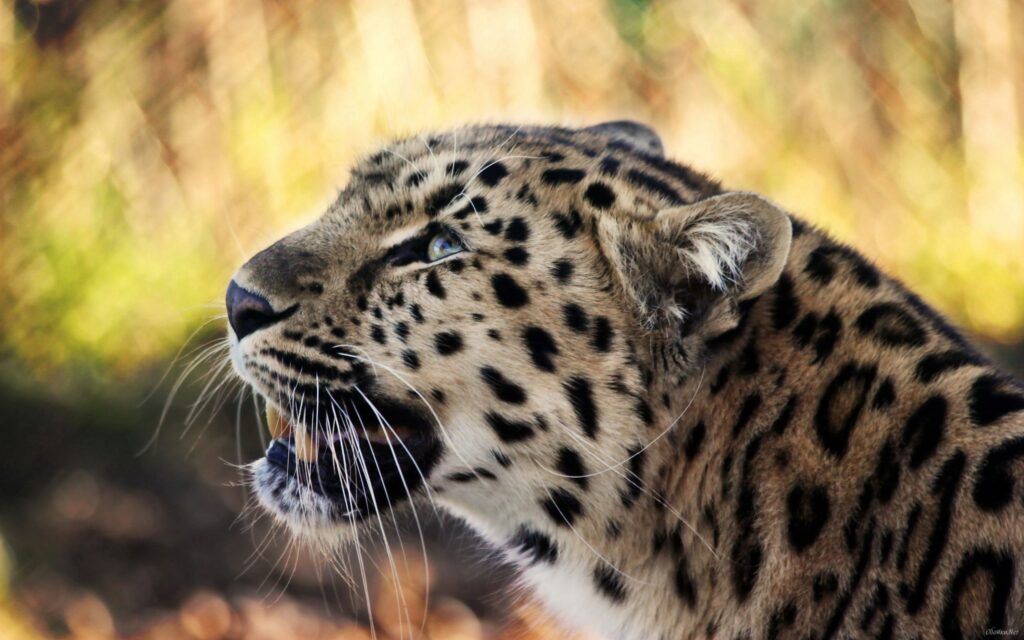 Stunning Leopard Close-Up Wallpaper: Striking Spots & Profile Details