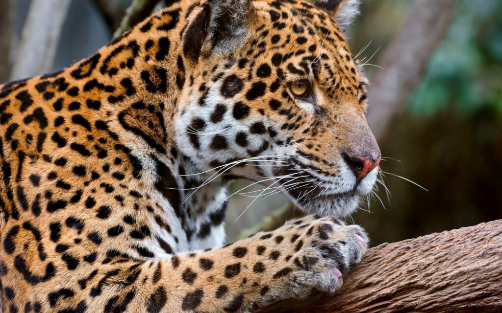 Stunning Leopard Close-Up Wallpaper: Elegance in Nature
