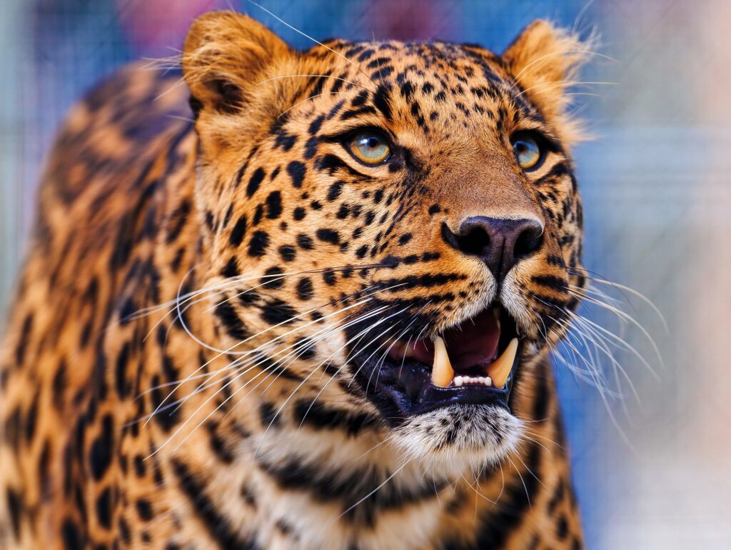 Close-Up Leopard Wallpaper: Intense Gaze of a Powerful Predator