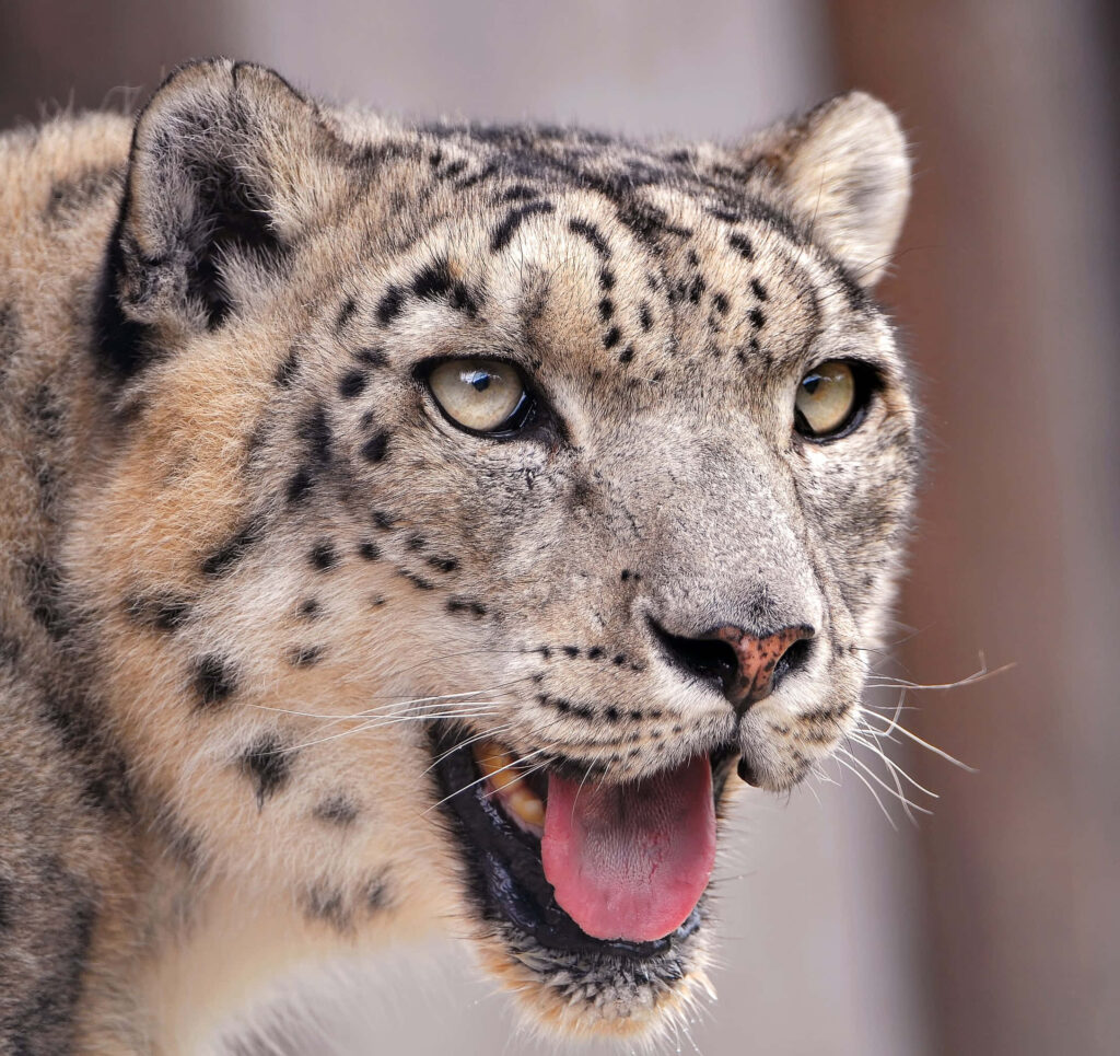 Vibrant Leopard Close-Up Wallpaper: Wild Beauty & Intricate Fur Patterns