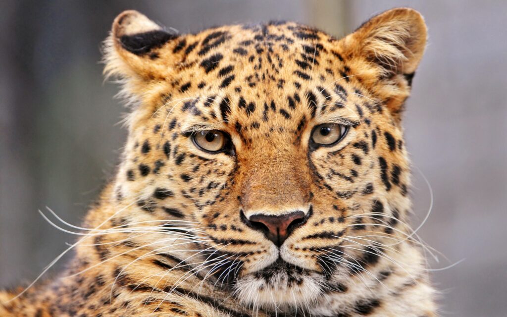 Vibrant Leopard Close-Up Wallpaper: Majestic Big Cat Background