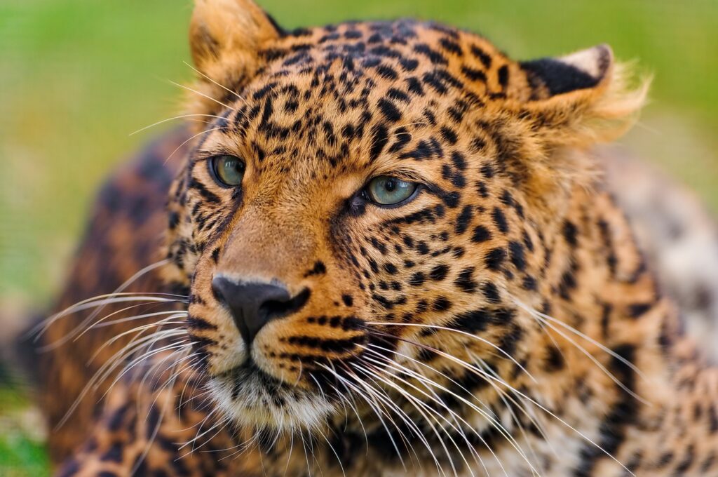 Stunning Leopard Face Wallpaper: Captivating Big Cat Close-Up