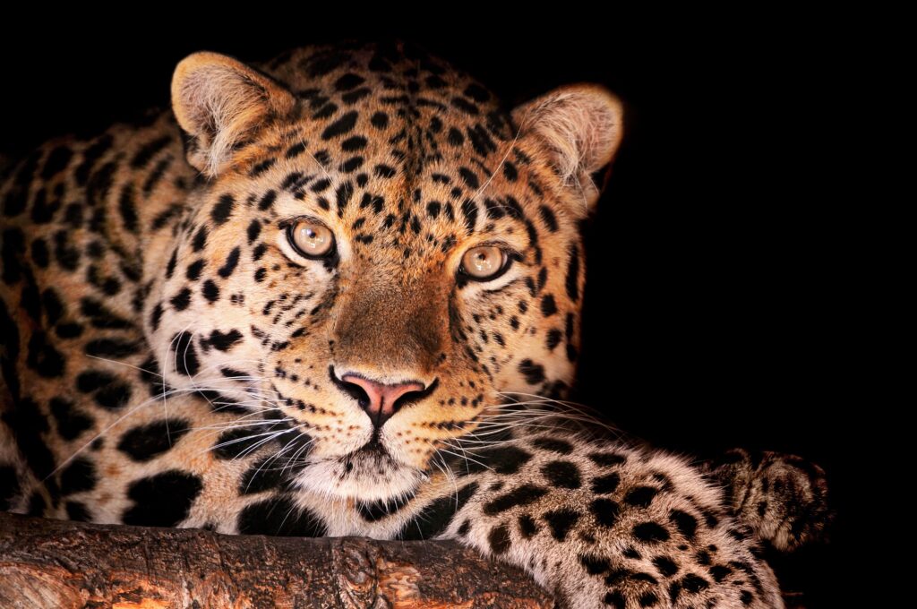 Close-Up Leopard Wallpaper: Striking Dark Spots on Black Background