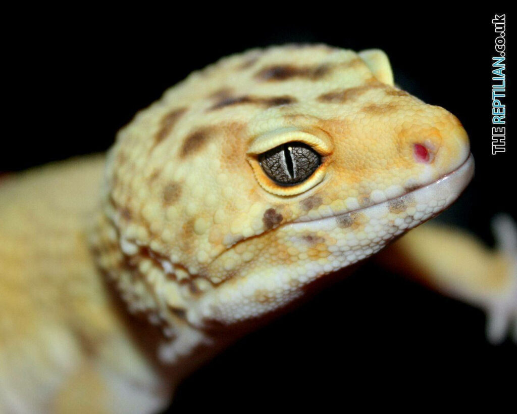 Stunning Leopard Gecko Close-Up Wallpaper: Unique Patterns & Textures