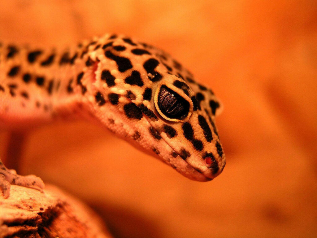 “Close-Up of a Leopard Gecko: Stunning Eyes & Warm Background” Wallpaper